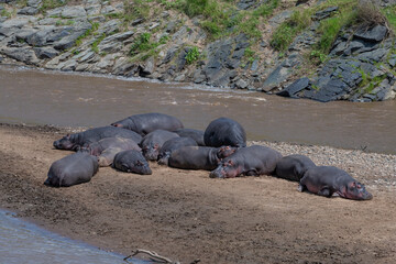 A group of Hippos resting on the banks of the Mara River, Masai Mara, Kenya