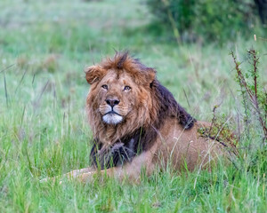 Male Lion in the Masai Mara