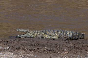 A Nile Crocodile on the banks of the Nile River, Masai Mara, Kenya