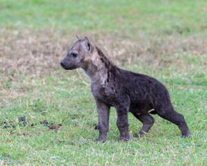 A baby Spotted Hyena near a den site, Masai Mara, Kenya