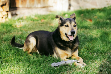 Mongrel dog. Cute cur dog. Portrait of a dog on green grass. Garden for animals to play. Lovely cute small doggy. Playing with his toy. Ears raised. Domestic animal background. Home garden pet.