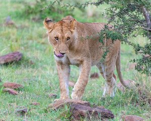 Female Lion in the Masai Mara, Kenya
