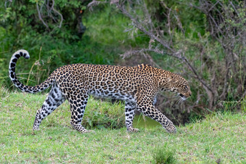 A Leopard in the Masai Mara, Kenya