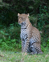 A Leopard in the Masai Mara, Kenya