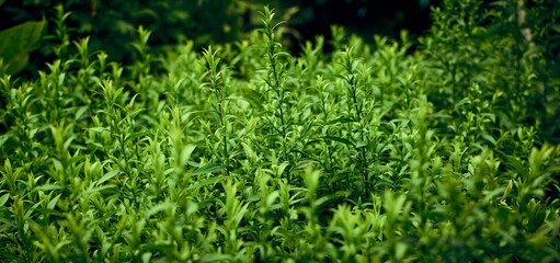 Fototapeta premium Background of green juicy grass in a summer garden