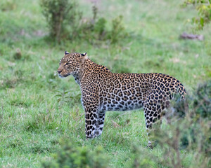 A Leopard in the Masai Mara, Kenya