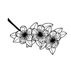 Flowering branch of Fig. Vector stock illustration eps10. Hand drawing.