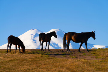 Mountain landscape. Horses grazing in a meadow against a background of snow-covered mountains and blue sky.