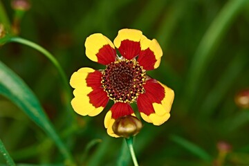 A bud of a red and yellow flower on a green background