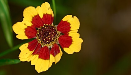 A bud of a red and yellow flower on a green background