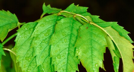 Raindrops on leaves close-up