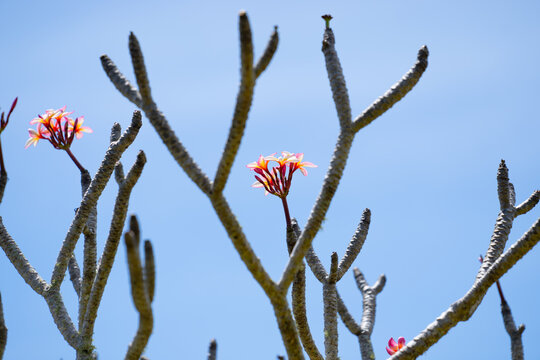 Leafless frangipani tree with new flowers groups