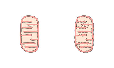 Mitochondria Structure in Aerobic and Anaerobic Respiration Scientific Design. Vector Illustration.