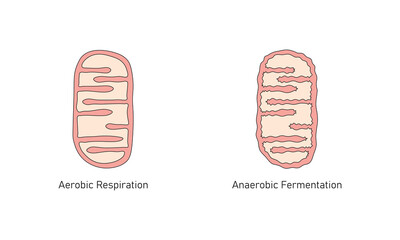 Mitochondria Structure in Aerobic and Anaerobic Respiration Scientific Design. Vector Illustration.