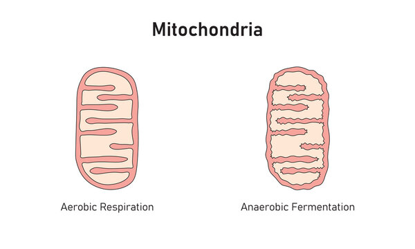 Mitochondria Structure in Aerobic and Anaerobic Respiration Scientific Design. Vector Illustration.