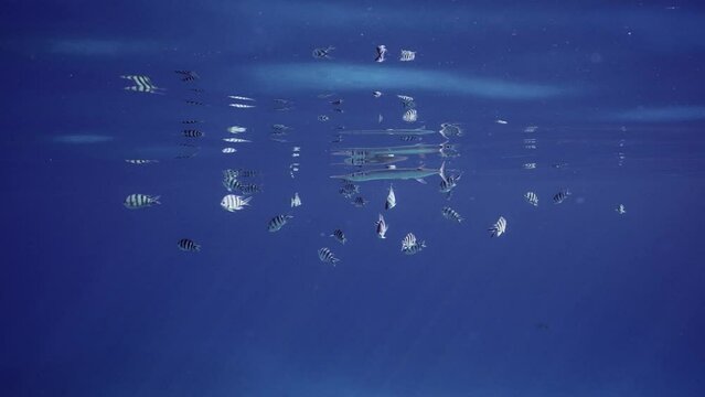 Sea pike swims with shoal of sergeant fish under surface on sunny day. Needlefish or Garfish swim under surface of water near school of Indo-Pacific sergeant&nbsp;(Abudefduf vaigiensis)&nbsp;in bright sunbeams