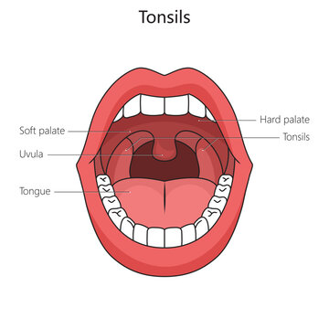 Human tonsil structure diagram schematic vector illustration. Medical science educational illustration