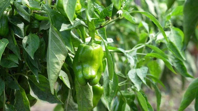 Sweet pepper grows on the plant