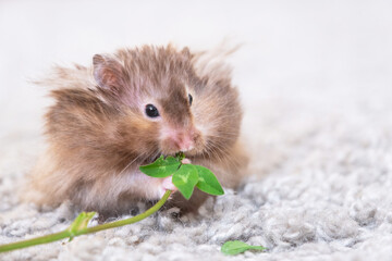 Funny fluffy Syrian hamster eats a green branch of clover, stuffs his cheeks. Food for a pet rodent, vitamins. Close-up