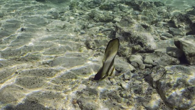 Baby Bat fish swims over seabed in sun rays, Slow motion. Juvenile Batfish (Platax orbicularis) swims over sandy-rocky bottom on bright sunny day in sunbeams