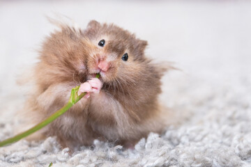 Funny fluffy Syrian hamster eats a green branch of clover, stuffs his cheeks. Food for a pet rodent, vitamins. Close-up