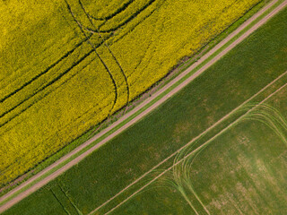 aerial view of a yellow rapeseed field and green wheat field divided by a rustic dirt road.