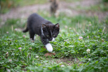Kleine schwarz-weiße Katze prischt sich an die Kamera heran
