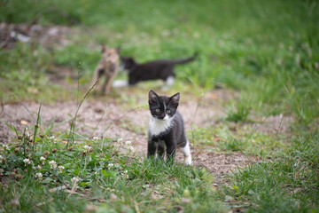 kleine schwarz-weiße Katze schaut neugierig in die Kamera, im Hintergrund tummeln sich 2 Geschwisterkatzen