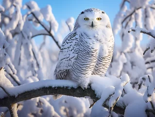 Crédence de cuisine en verre imprimé Harfang des neiges A majestic snowy owl perched on a snowy branch, showcasing V 52 style in R 00042 02 RL.