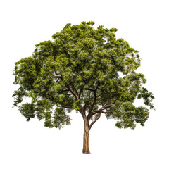 Obraz premium tree isolated from background