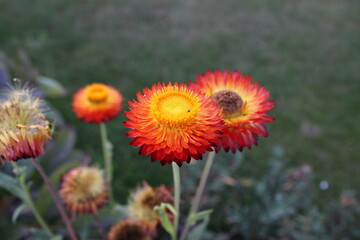 Close up picture of a red, orange yellow straw flower