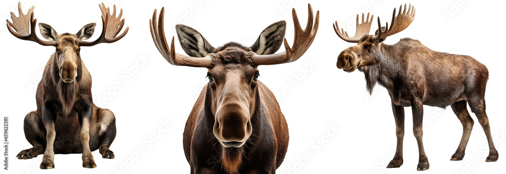 Wall mural moose collection (portrait, standing, sitting), animal bundle isolated on a white background as tran