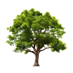 tree isolated from background