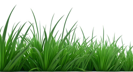 Fototapeta premium green grass isolated on white background, grass on transparent background PNG 