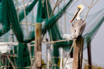 pelican on the pier