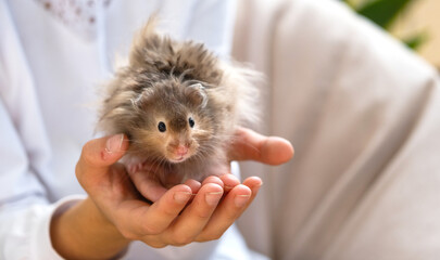 Funny fluffy curious Syrian hamster sitting in the arms of a child. Domestic tamed pet, manual,....