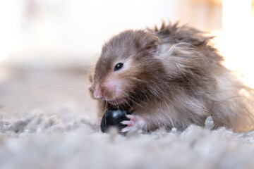 Funny fluffy Syrian hamster eats a a grape berry, stuffs his cheeks. Food for a pet rodent, vitamins. Close-up