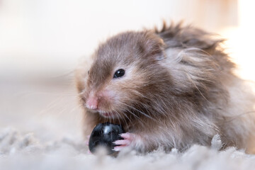 Funny fluffy Syrian hamster eats a a grape berry, stuffs his cheeks. Food for a pet rodent, vitamins. Close-up