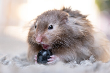 Fototapeta premium Funny fluffy Syrian hamster eats screaming, surprised with his mouth open. Food for a pet rodent, vitamins. Close-up, humor