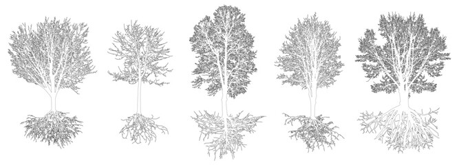 Set of contour trees with roots. Beautiful deciduous bare trees. Vector illustration