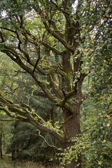 old oak tree, fairytale tree in the Sababurg Nature Park in the Reinhardswald
