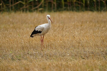 Summer time - stork