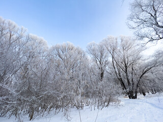 Panoramic view of the winter forest covered with frost.