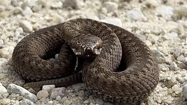 A venomous snake, an ordinary viper (Latin Vipera berus), lies curled up on the sand and prepares for an attack.