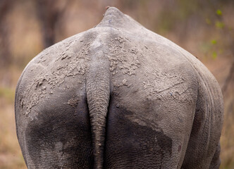 Rhino Tail, South Africa - 659628751