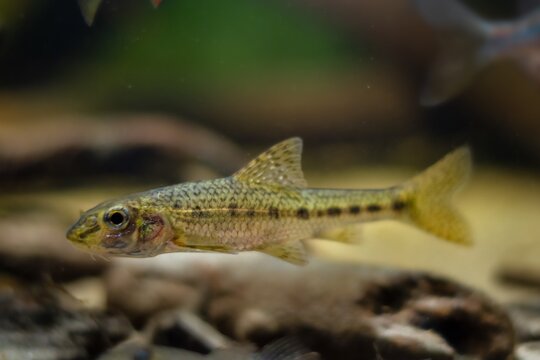 gobio gudgeon adult on sand bottom, freshwater wild caught and domesticated fish in temperate river biotope aquarium, blurred driftwood hardscape aquadesign, murky water dark low light mood concept