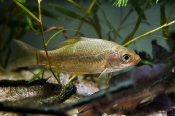 wild domesticated prussian carp juvenile fish, caught in Southern Bug river, adaptable wide-spread...