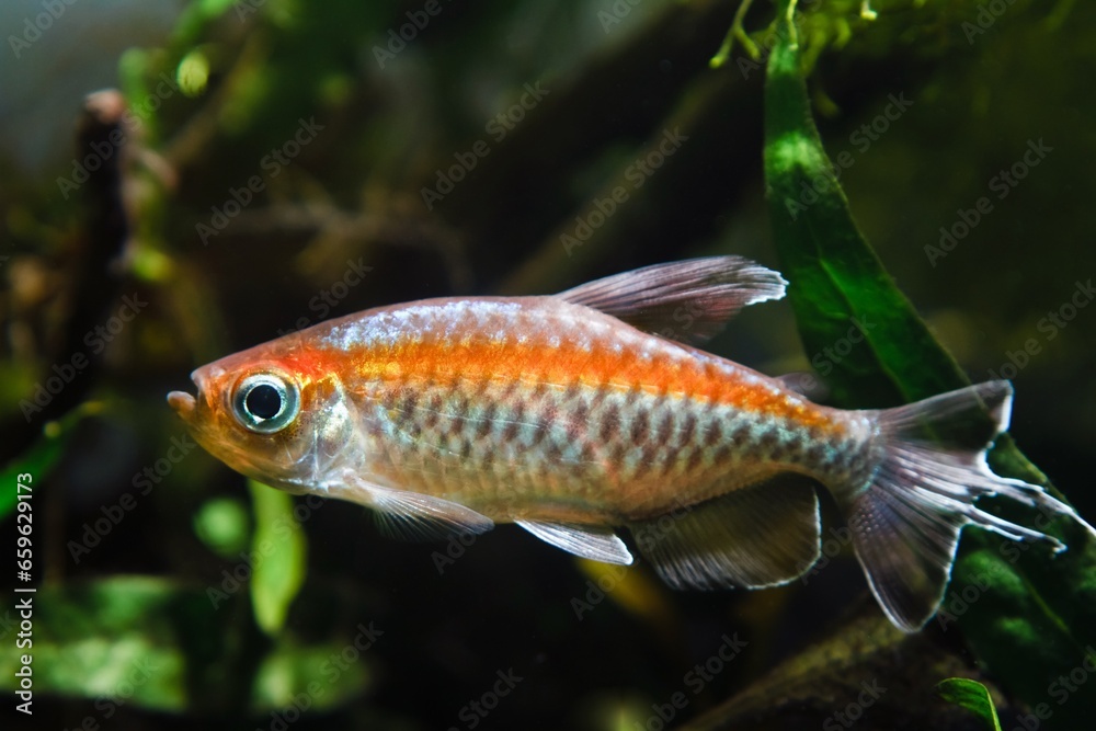 Wall mural dwarf congo tetra male in neon glowing color, african congo river basin endemic, popular ornamental 