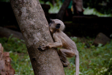 Gray langurs, also called Hanuman langurs or Hanuman monkeys, are Old World monkeys native to the...
