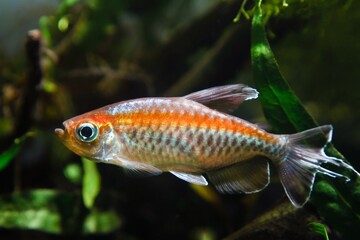 dwarf Congo tetra male in neon glowing color, African Congo river basin endemic, popular ornamental Characin fish from acidic blackwater habitat in natural biotope planted aquascape, low light bokeh